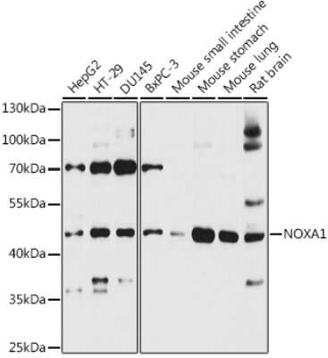 Western Blot: NOXA1 AntibodyAzide and BSA Free [NBP2-94716]